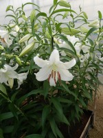 [4231 Casa Blanca 2L No01.JPG]